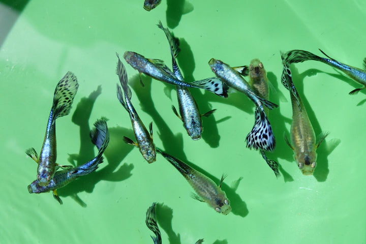 Purple Mosaic Guppy Fish