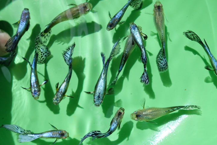 Purple Mosaic Guppy Fish