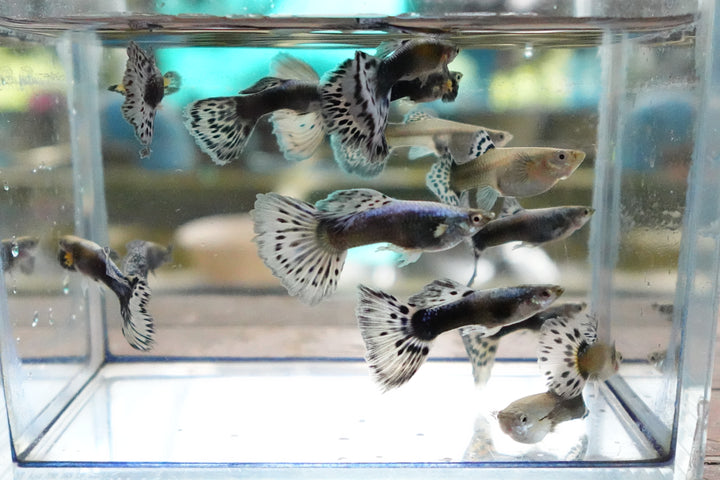 Purple Mosaic Guppy Fish