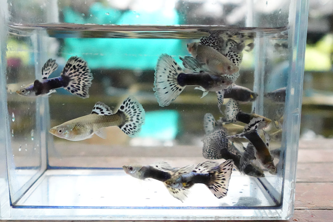 Purple Mosaic Guppy Fish