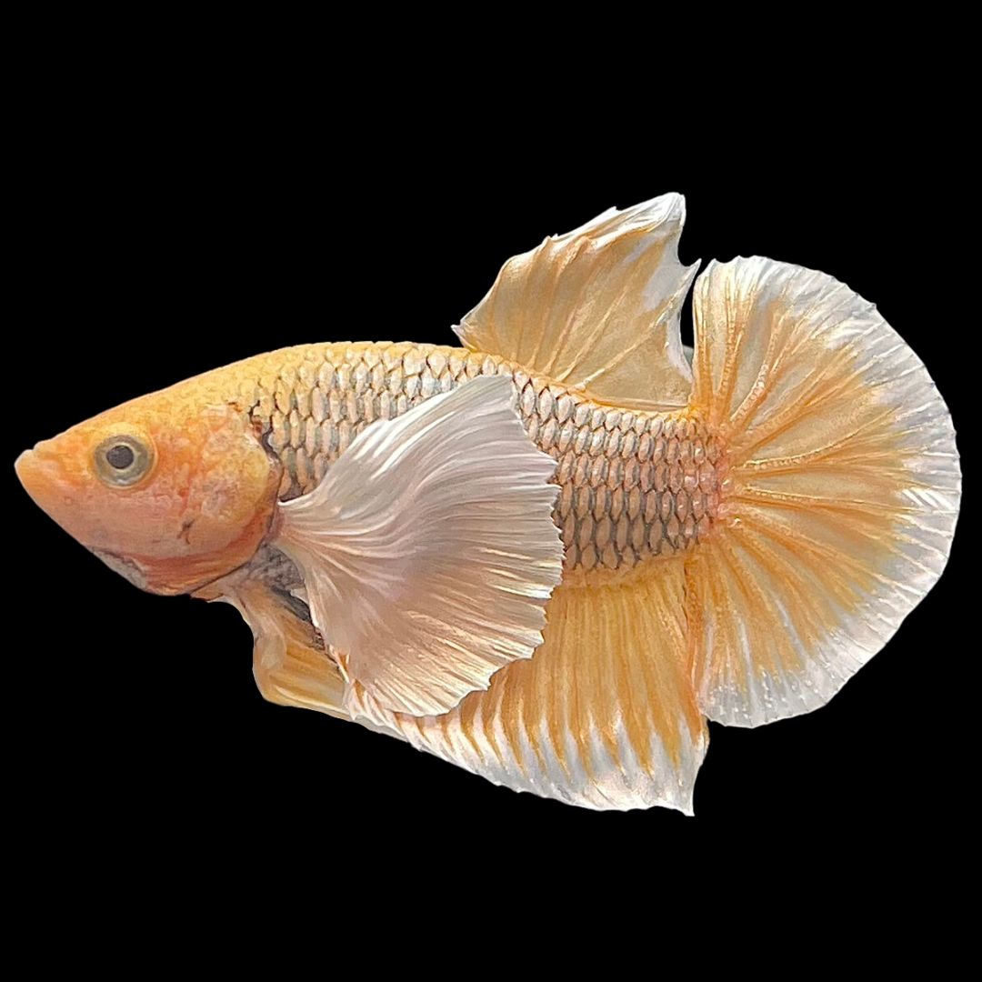 Dumbo Pineapple Gold Betta Fish