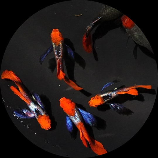 Dumbo Ear Koi Red Tail Guppy Fish