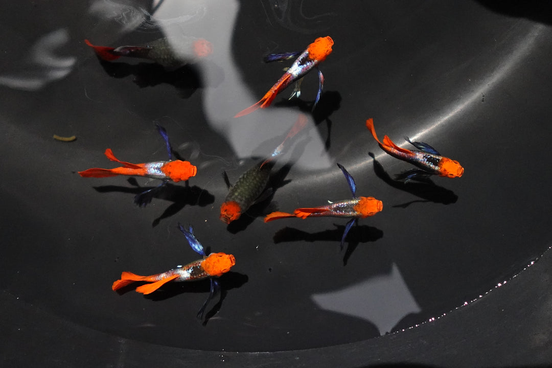 Dumbo Ear Koi Red Tail Guppy Fish