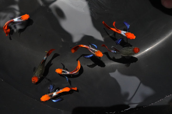 Dumbo Ear Koi Red Tail Guppy Fish