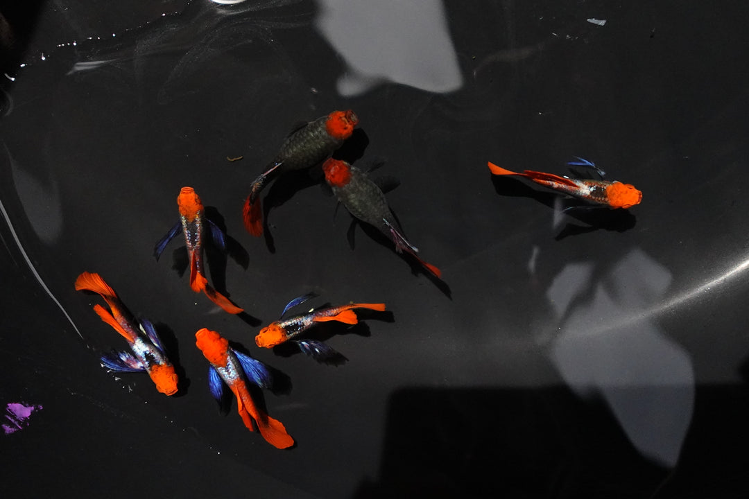 Dumbo Ear Koi Red Tail Guppy Fish