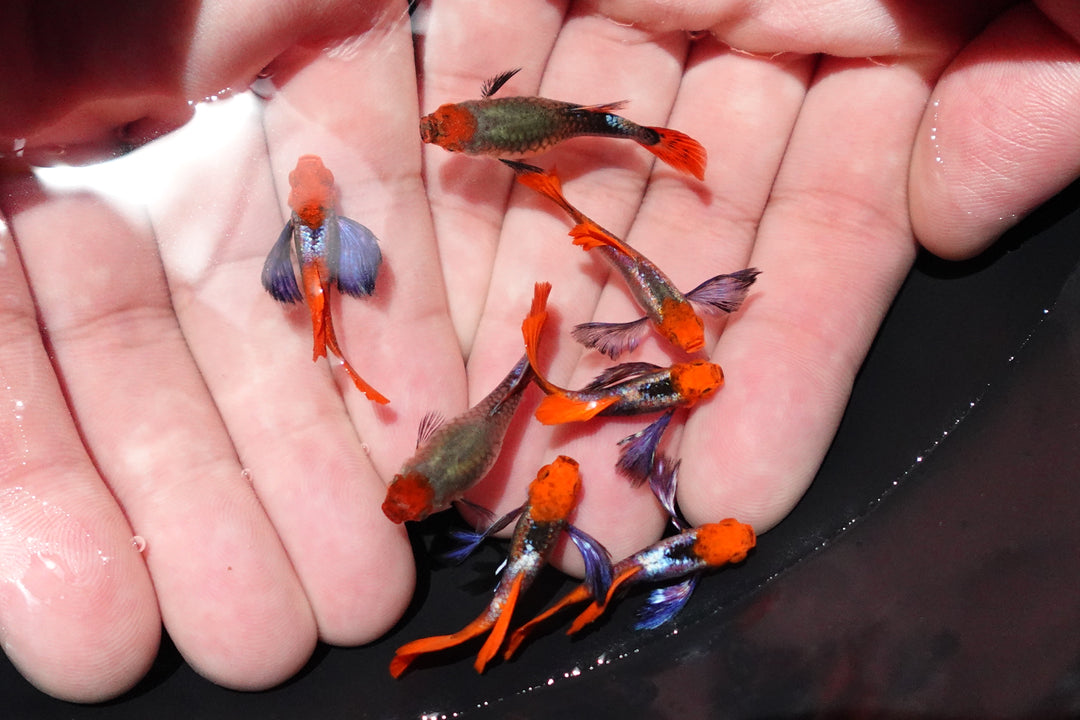Dumbo Ear Koi Red Tail Guppy Fish