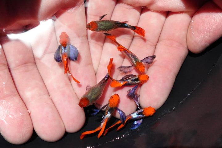 Dumbo Ear Koi Red Tail Guppy Fish