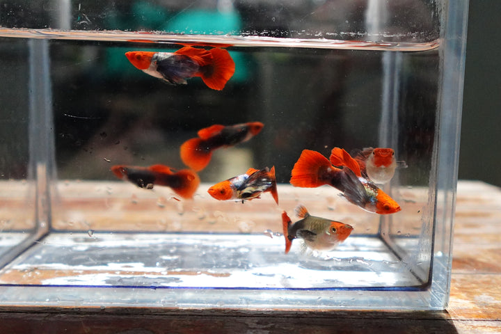 Dumbo Ear Koi Red Tail Guppy Fish