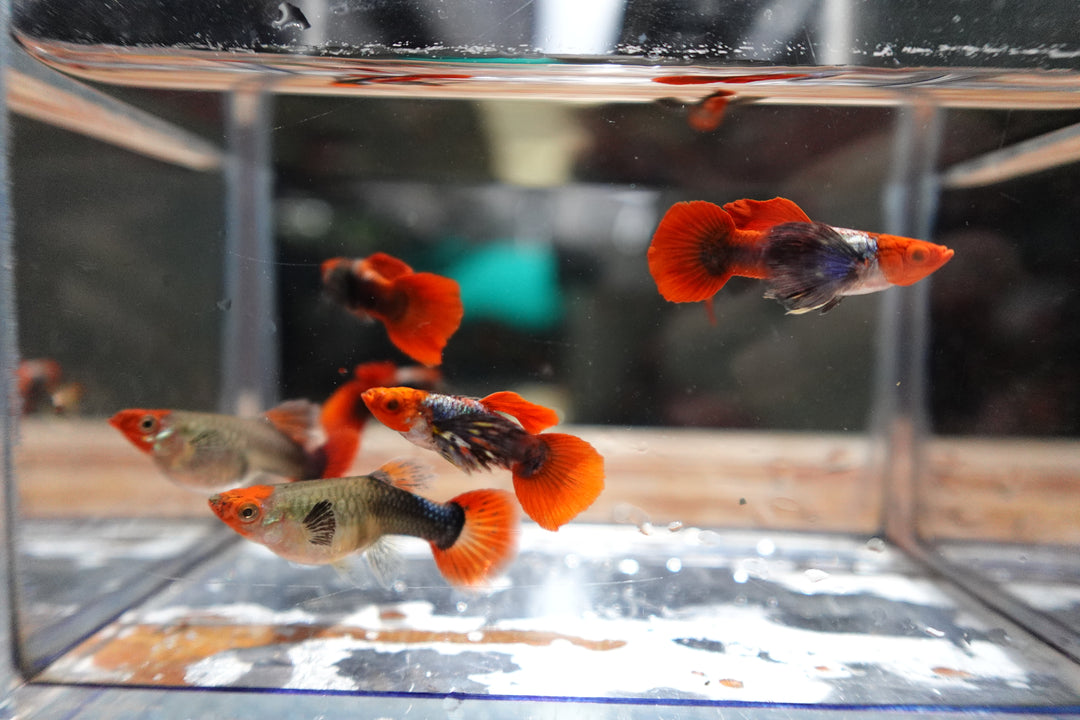 Dumbo Ear Koi Red Tail Guppy Fish
