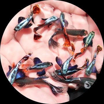 Dumbo Ear Red Mosaic Guppy Fish