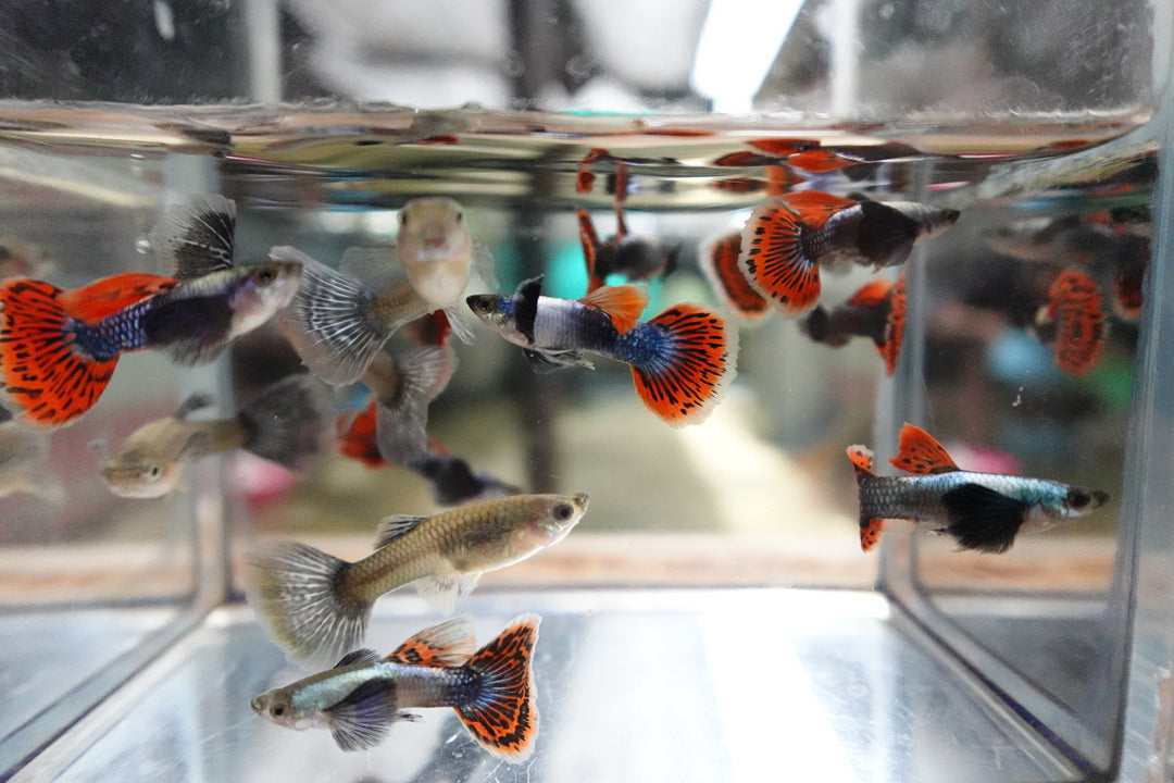 Colorful Fish Indonesian Freshwater Aquarium Fish Dumbo Ear Red