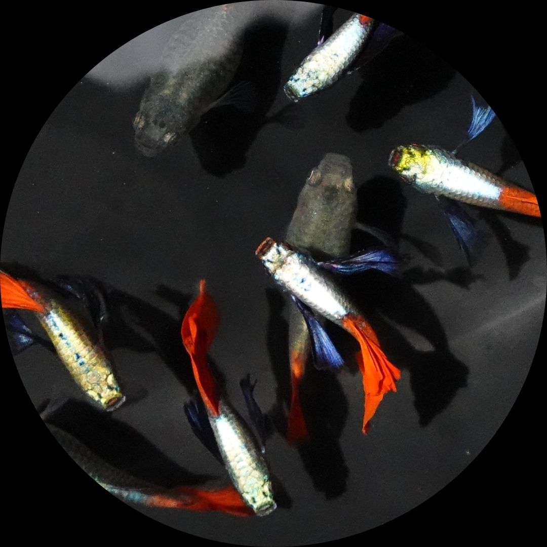 Dumbo Ear Red Tail Guppy Fish