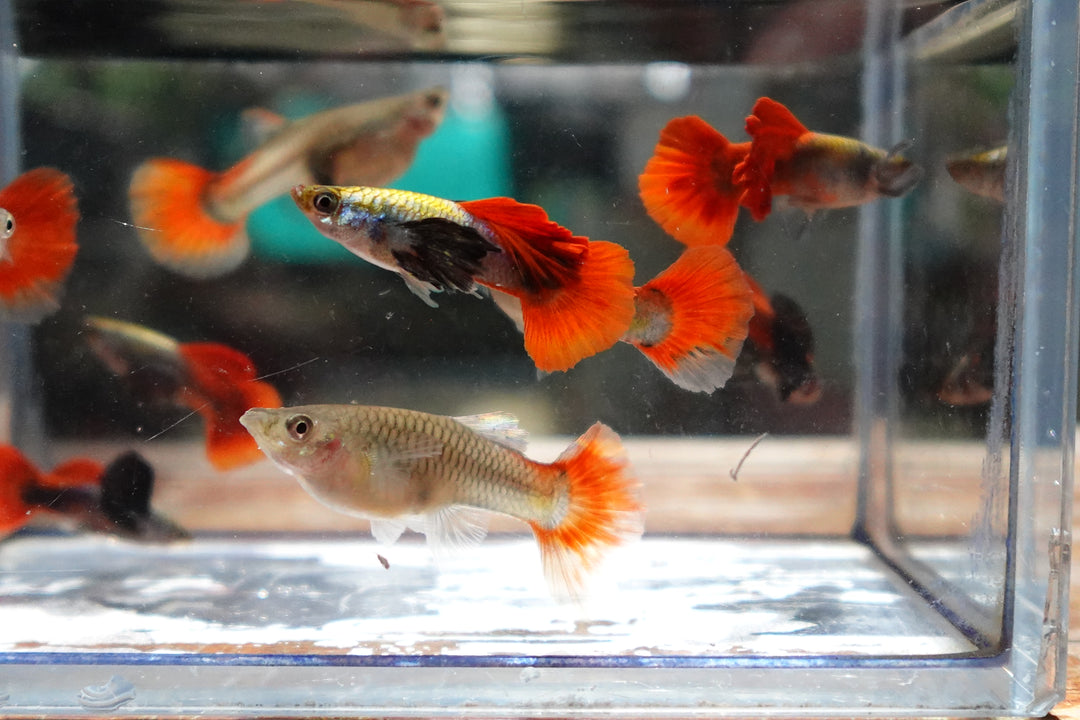 Dumbo Ear Red Tail Guppy Fish for Sale – Thailand Betta Fish