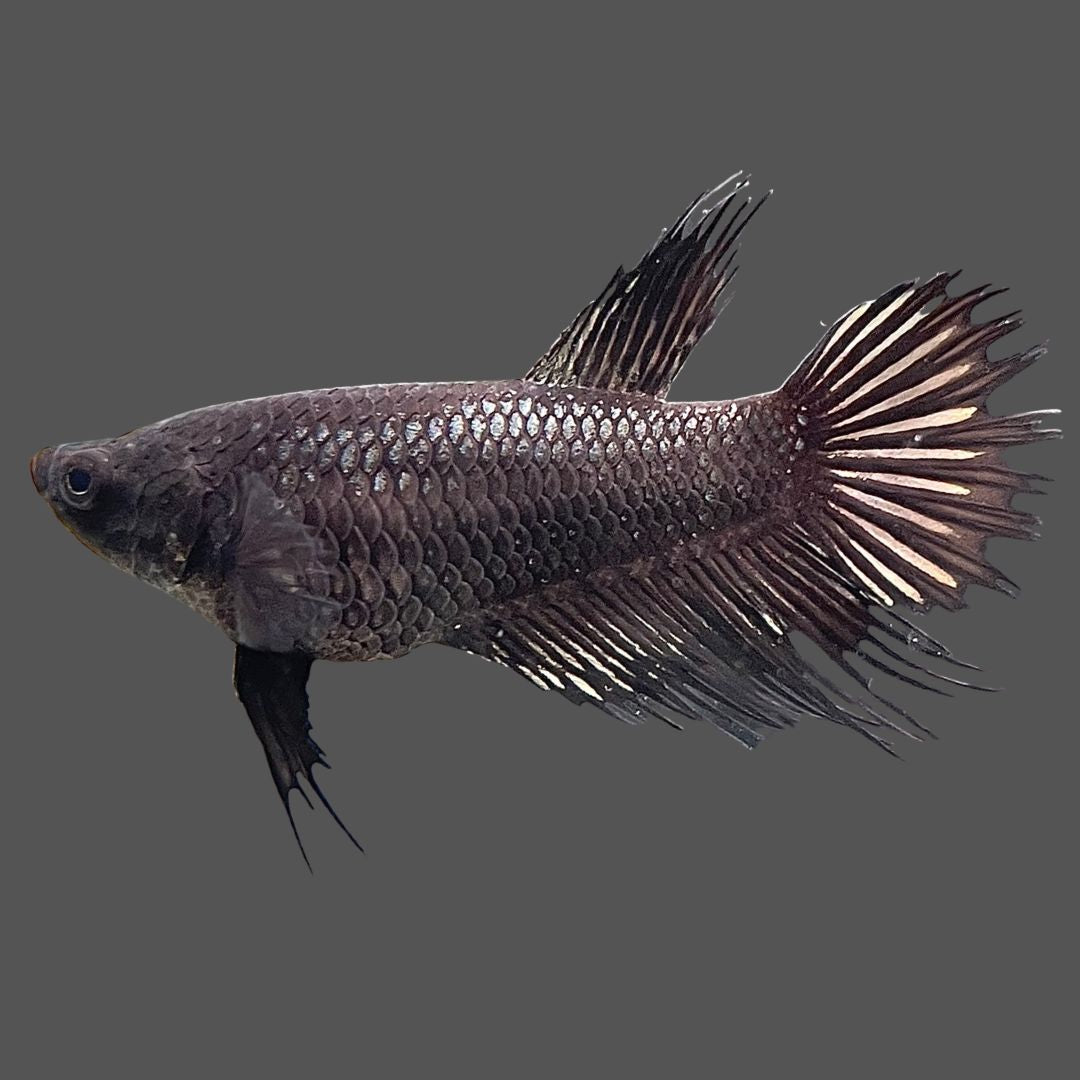 Female Crowntail Black Betta Fish