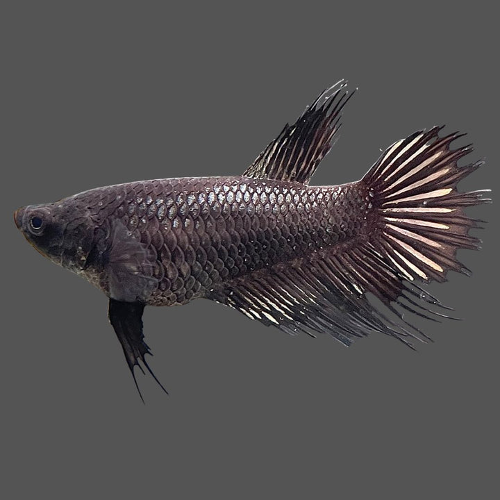 Female Crowntail Black Betta Fish