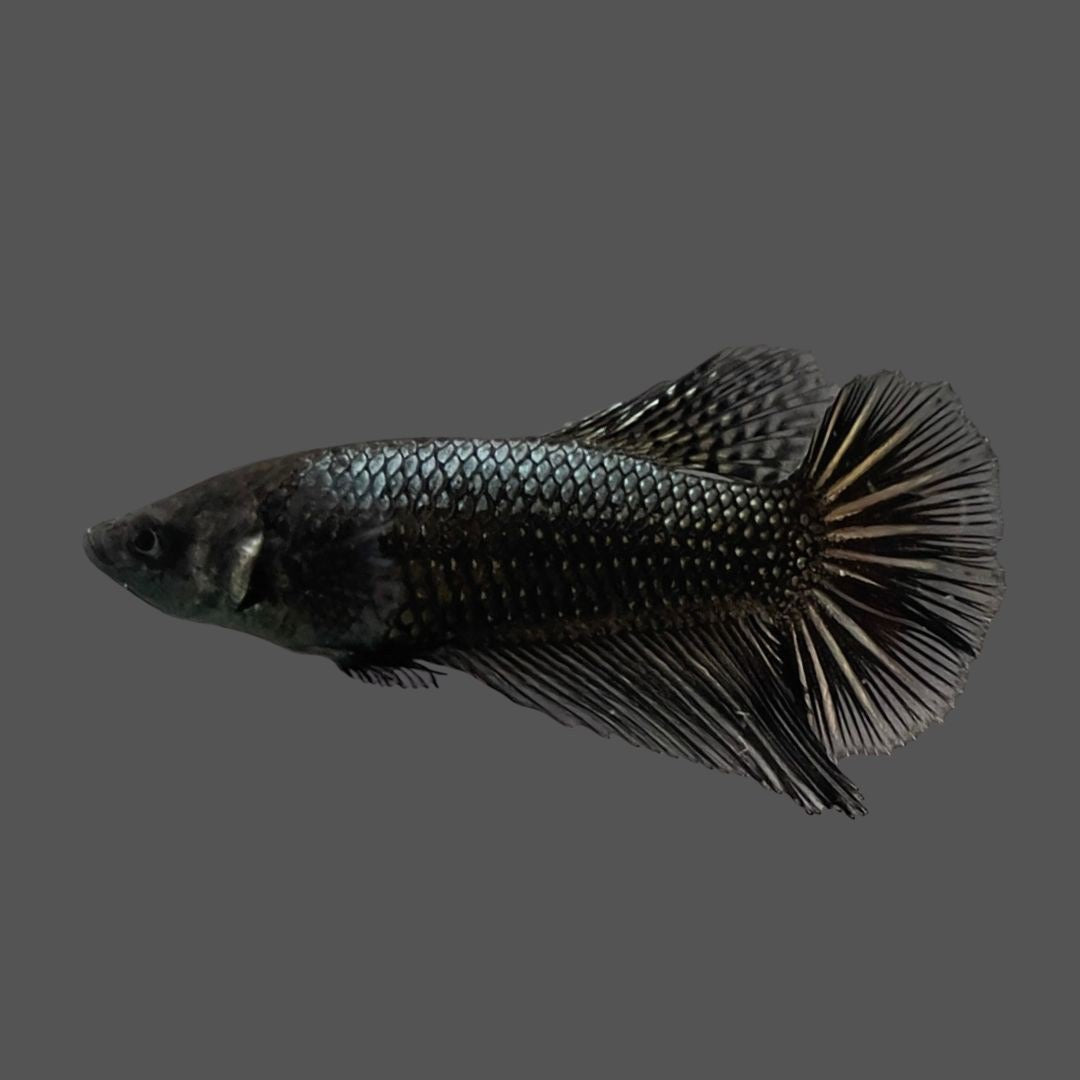 Rare Female Halfmoon Black Copper Betta Fish
