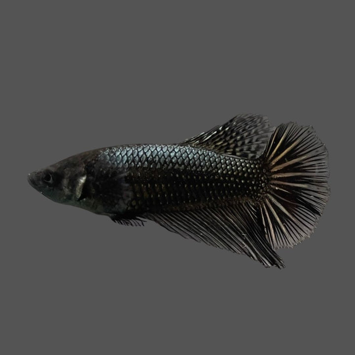 Rare Female Halfmoon Black Copper Betta Fish