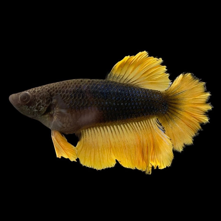 Female Rare Halfmoon Black Mustard Betta Fish