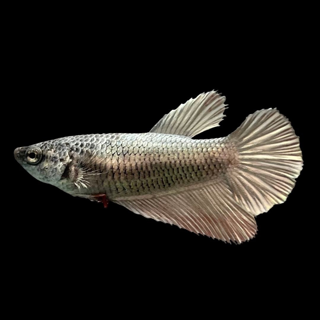 Rare Female Halfmoon Copper Betta Fish