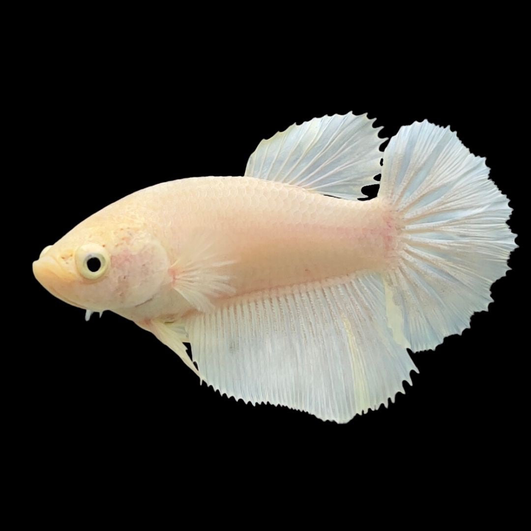 Rare Female Halfmoon White Betta Fish