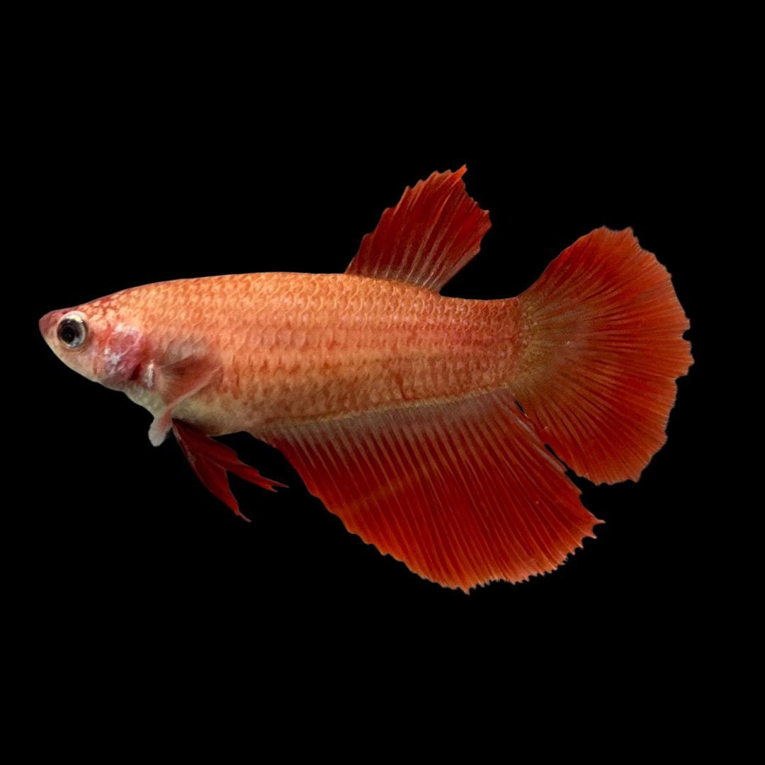 Rare Female Halfmoon Red Betta Fish