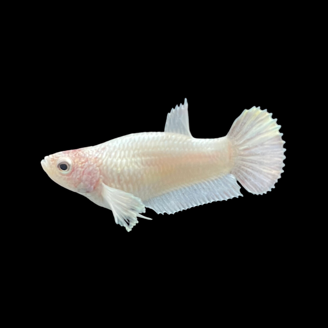 Rare Female Dumbo White Betta Fish
