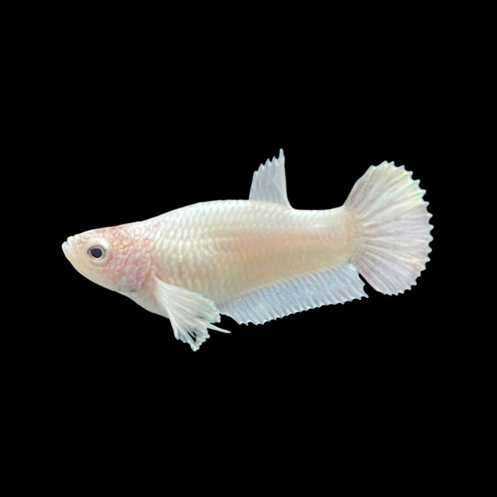 Rare Female Dumbo White Betta Fish