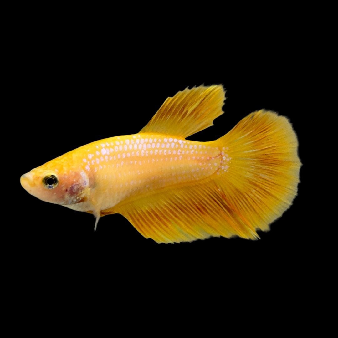 Rare Female Halfmoon Yellow Betta Fish