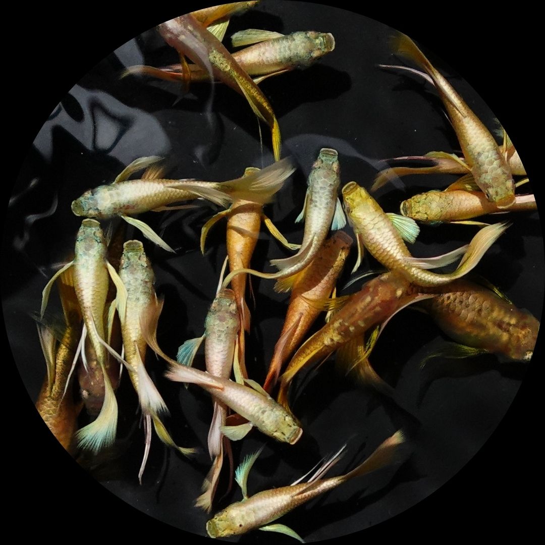 Full Gold 24K Ribbon Fin Guppy Fish