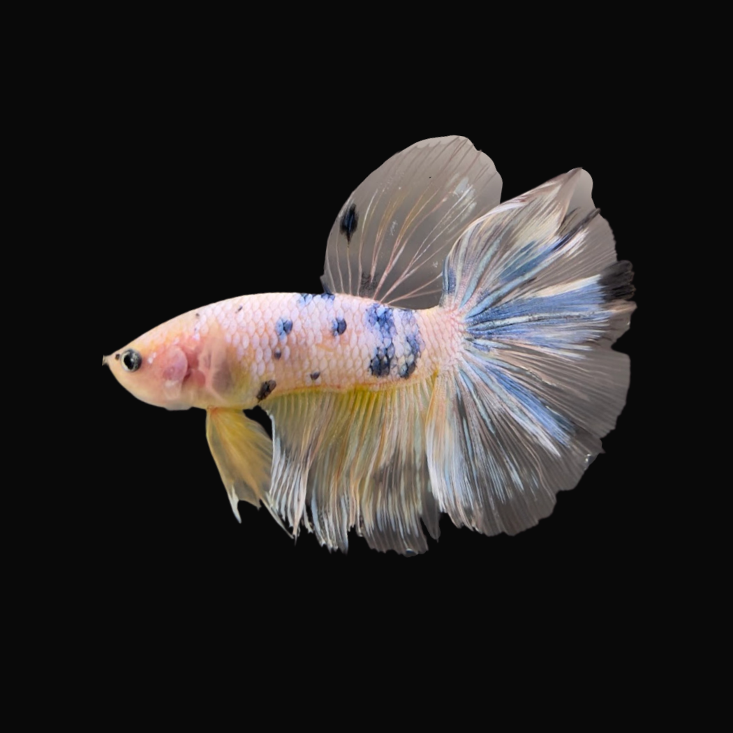 Rare Giant Halfmoon Koi Yellow Betta Fish rare-giant-halfmoon-koi-yellow-betta-fish