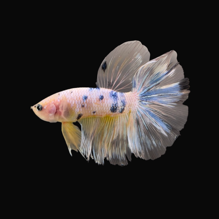 Rare Giant Halfmoon Koi Yellow Betta Fish