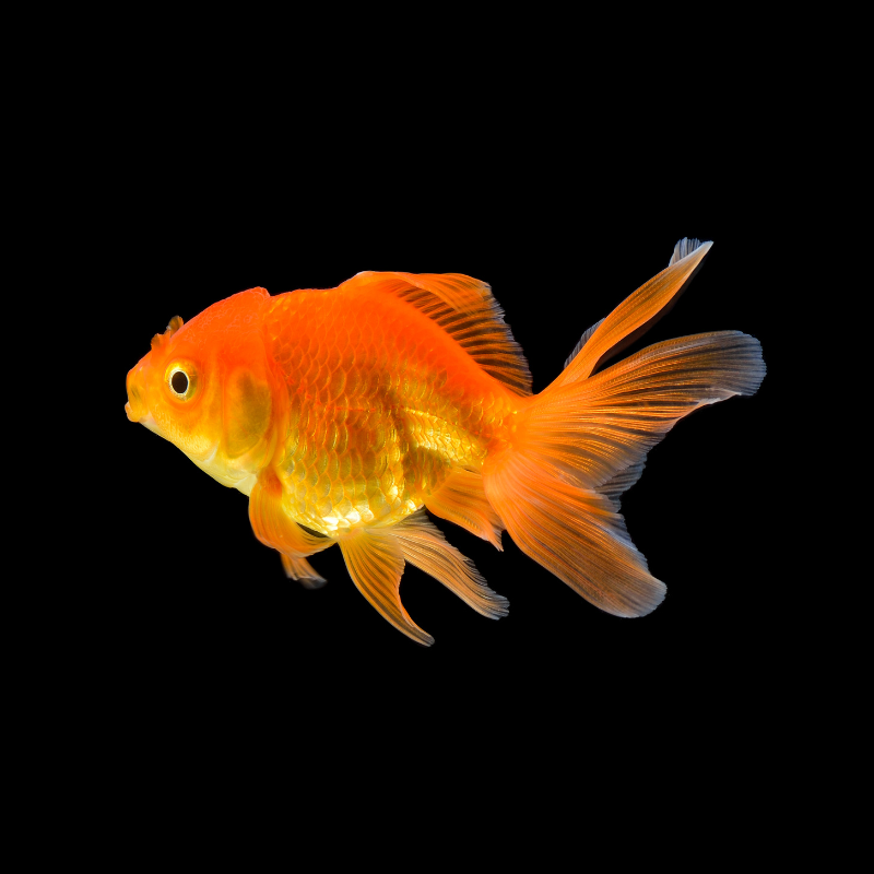 Gold fish