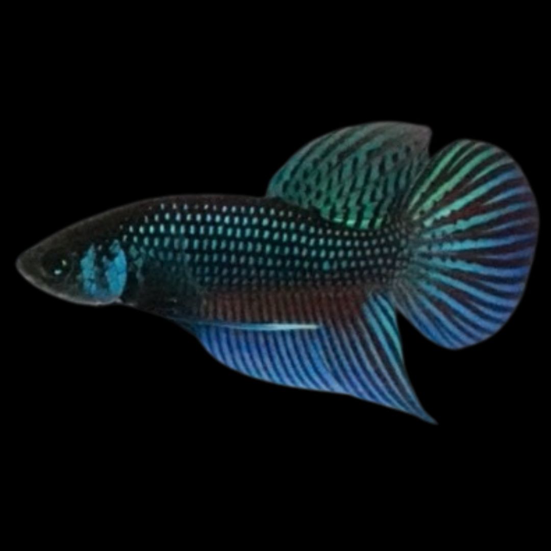 Green Mahachaiensis Betta