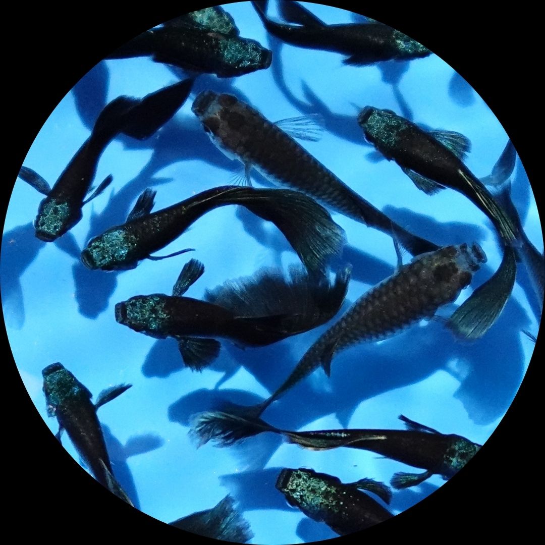 Green Moscow Guppy Fish