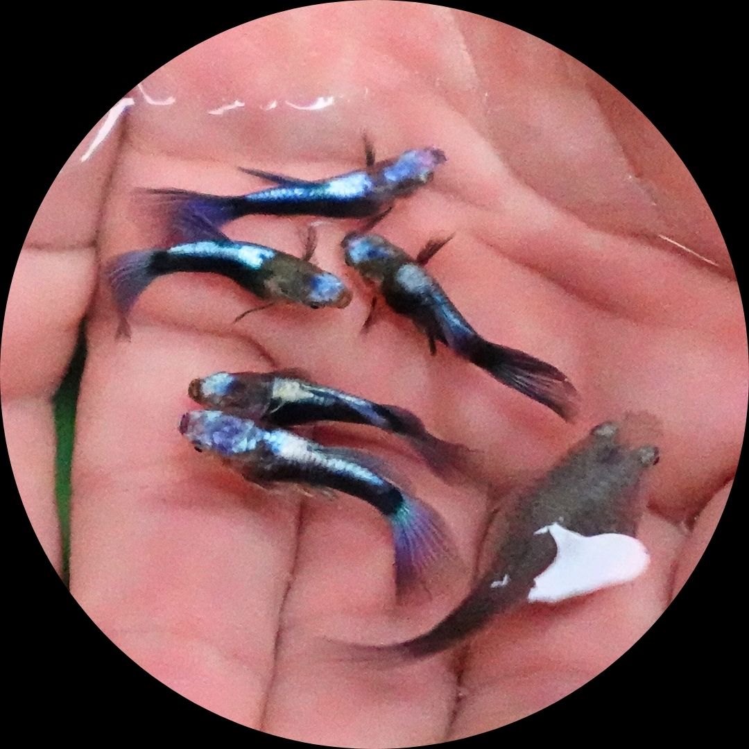 Half Black Blue Tuxedo Short Body Guppy Fish