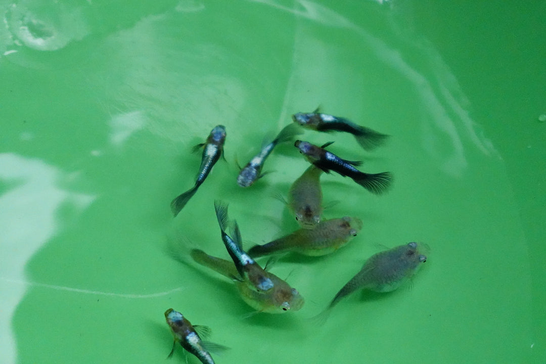 Half Black Blue Tuxedo Short Body Guppy Fish