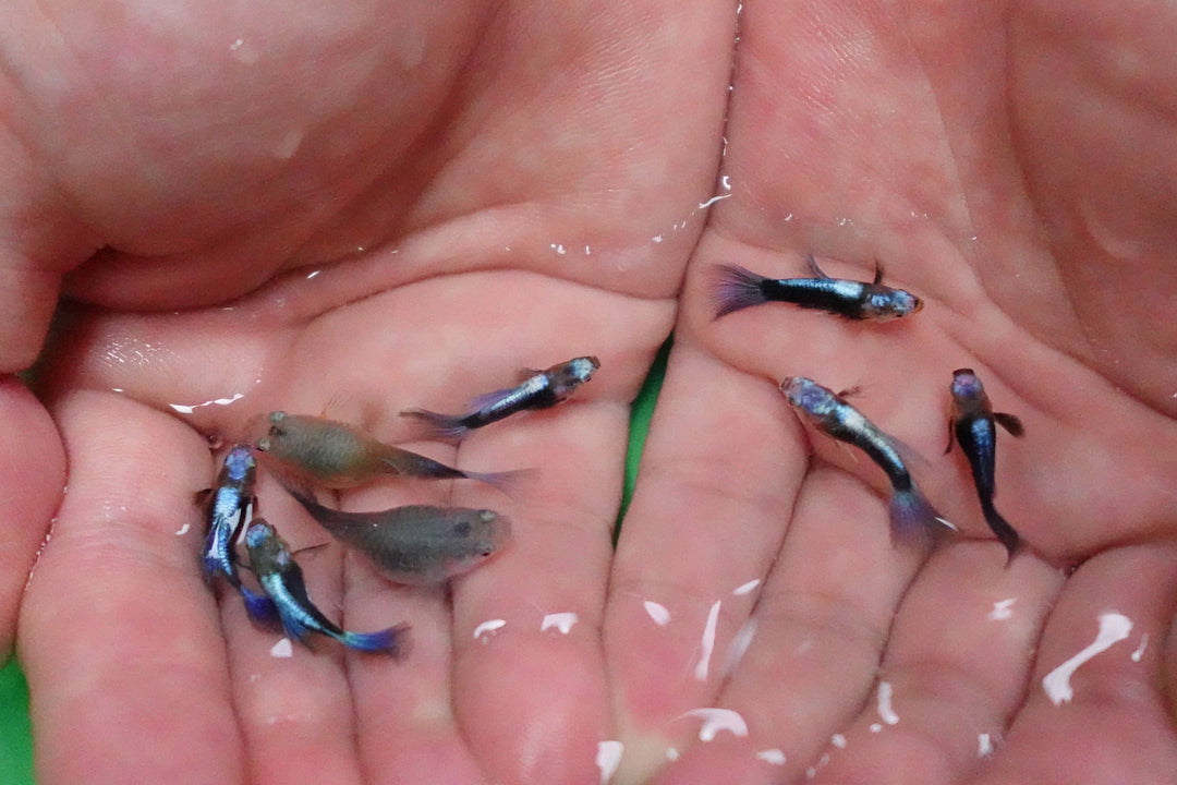 Half Black Blue Tuxedo Short Body Guppy Fish
