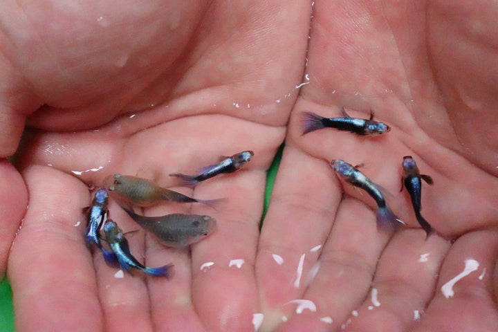 Half Black Blue Tuxedo Short Body Guppy Fish