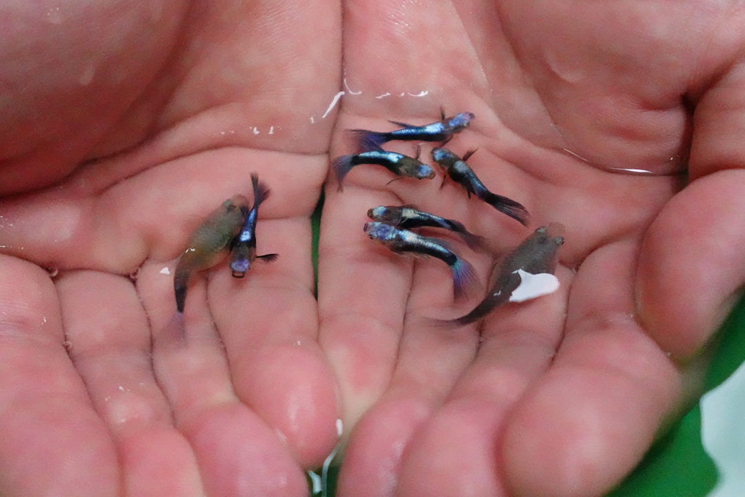 Half Black Blue Tuxedo Short Body Guppy Fish