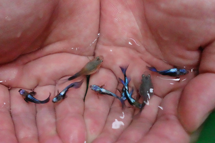 Half Black Blue Tuxedo Short Body Guppy Fish