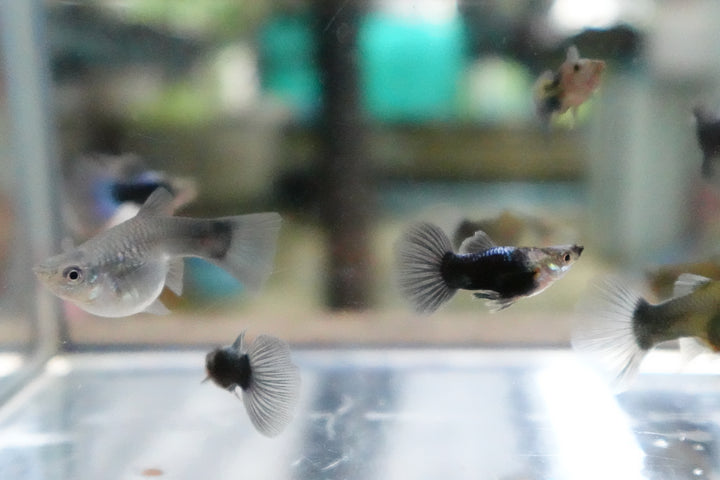 Half Black Blue Tuxedo Short Body Guppy Fish