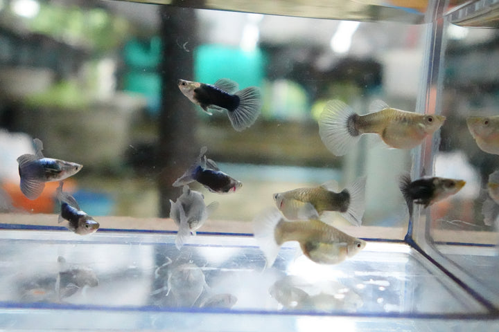 Half Black Blue Tuxedo Short Body Guppy Fish