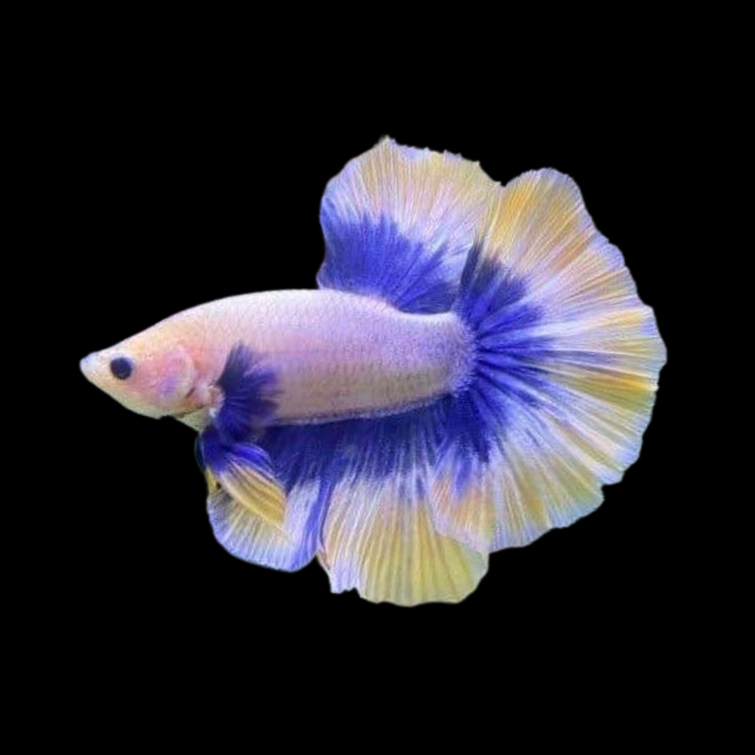 Halfmoon Butterfly Mustard Betta Fish