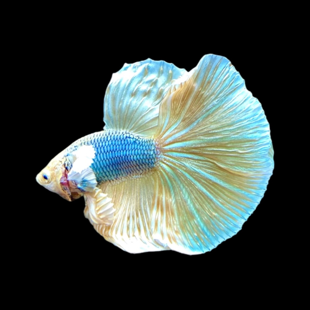 Halfmoon Gold Butterfly Betta Fish