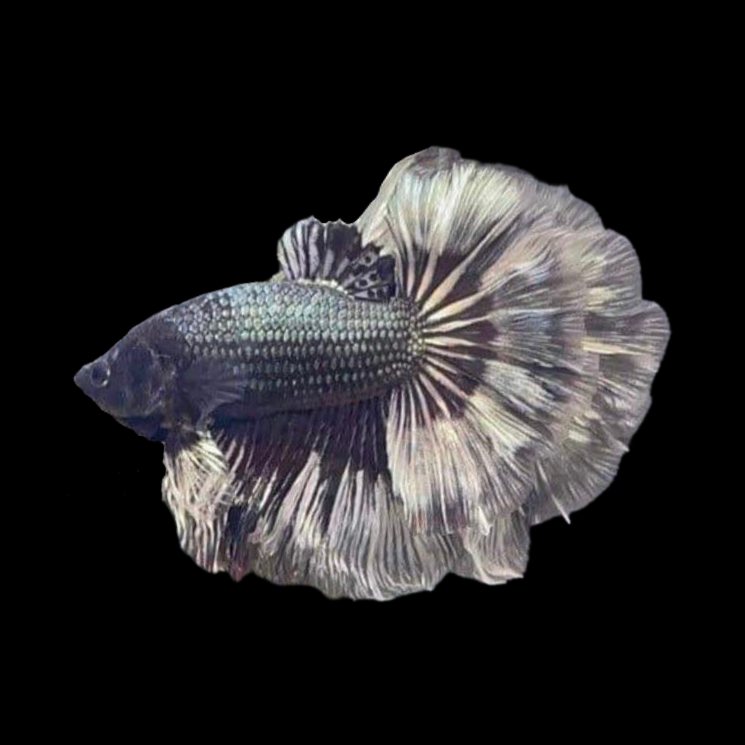 Halfmoon Platinum Betta Fish