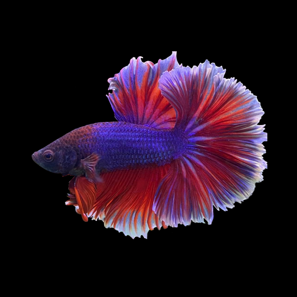 Halfmoon Purple Betta Fish For Sale – Thailand Betta Fish