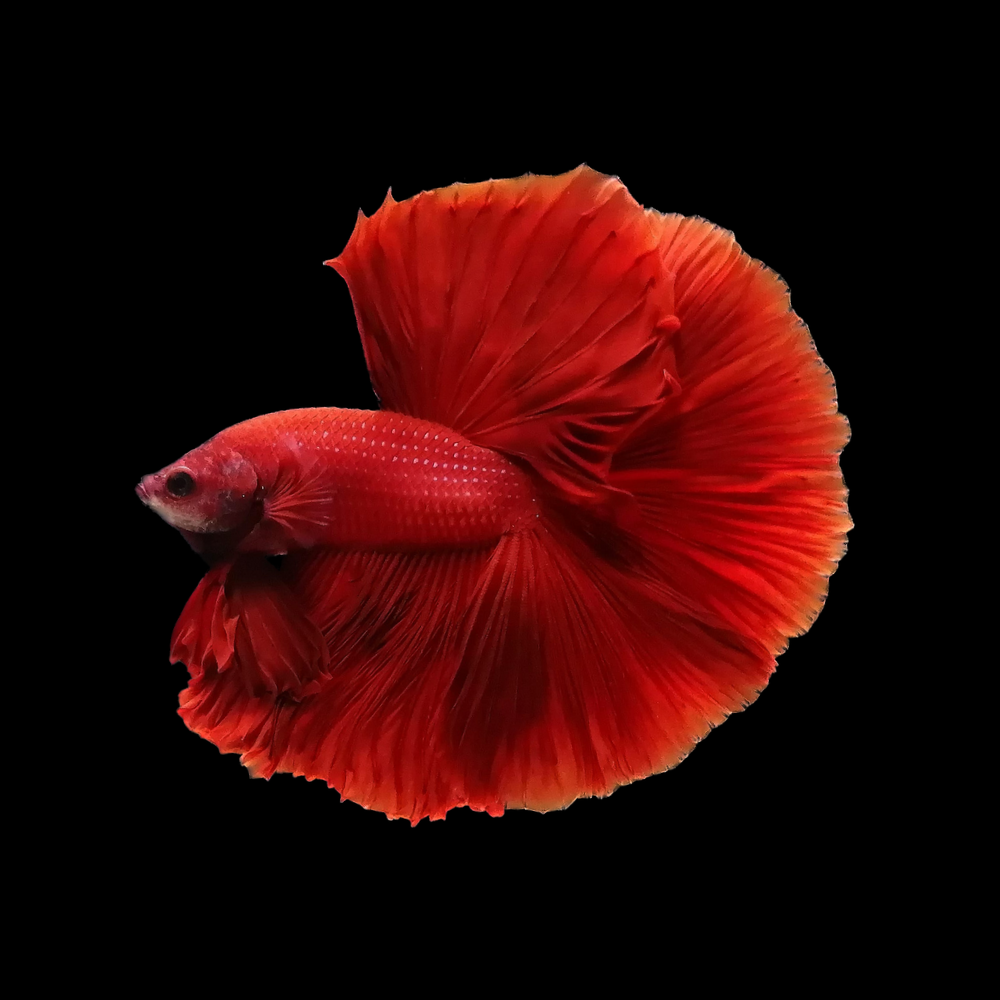 Halfmoon Red Betta Fish (Male)