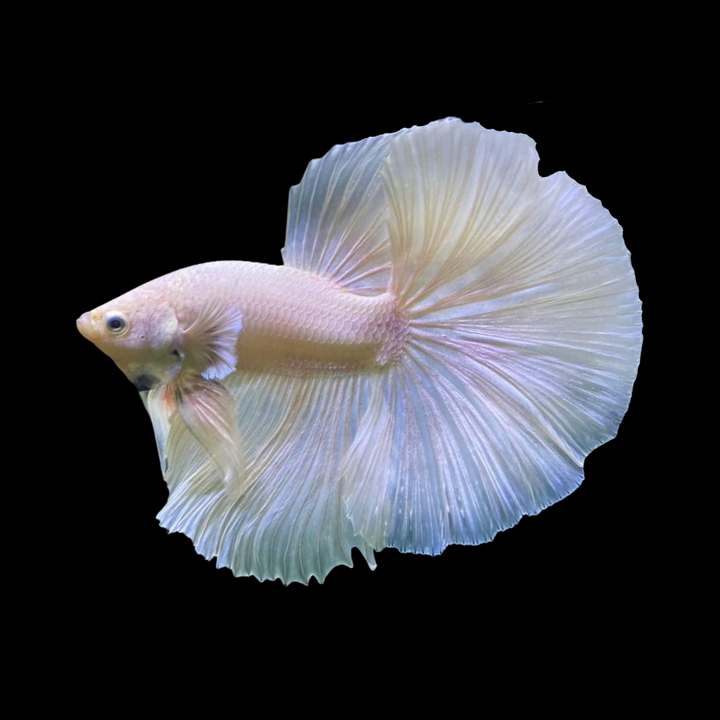 Halfmoon White Betta Fish