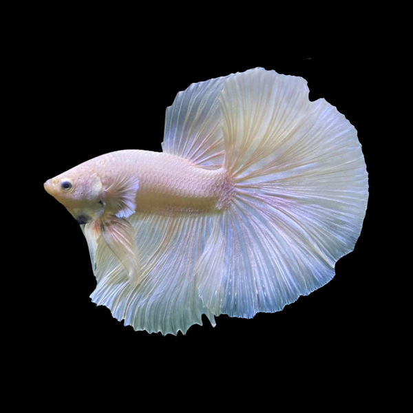 Blue and hot sale white betta fish