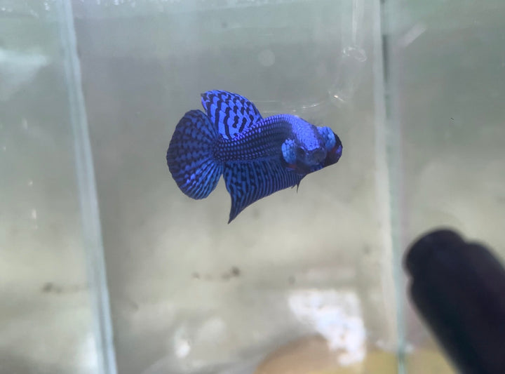 Blue Alien Wild Betta Fish